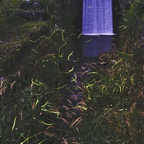 上田市】押出川流域で「ホタル」飛び交う！「午後8時以降がよく舞って